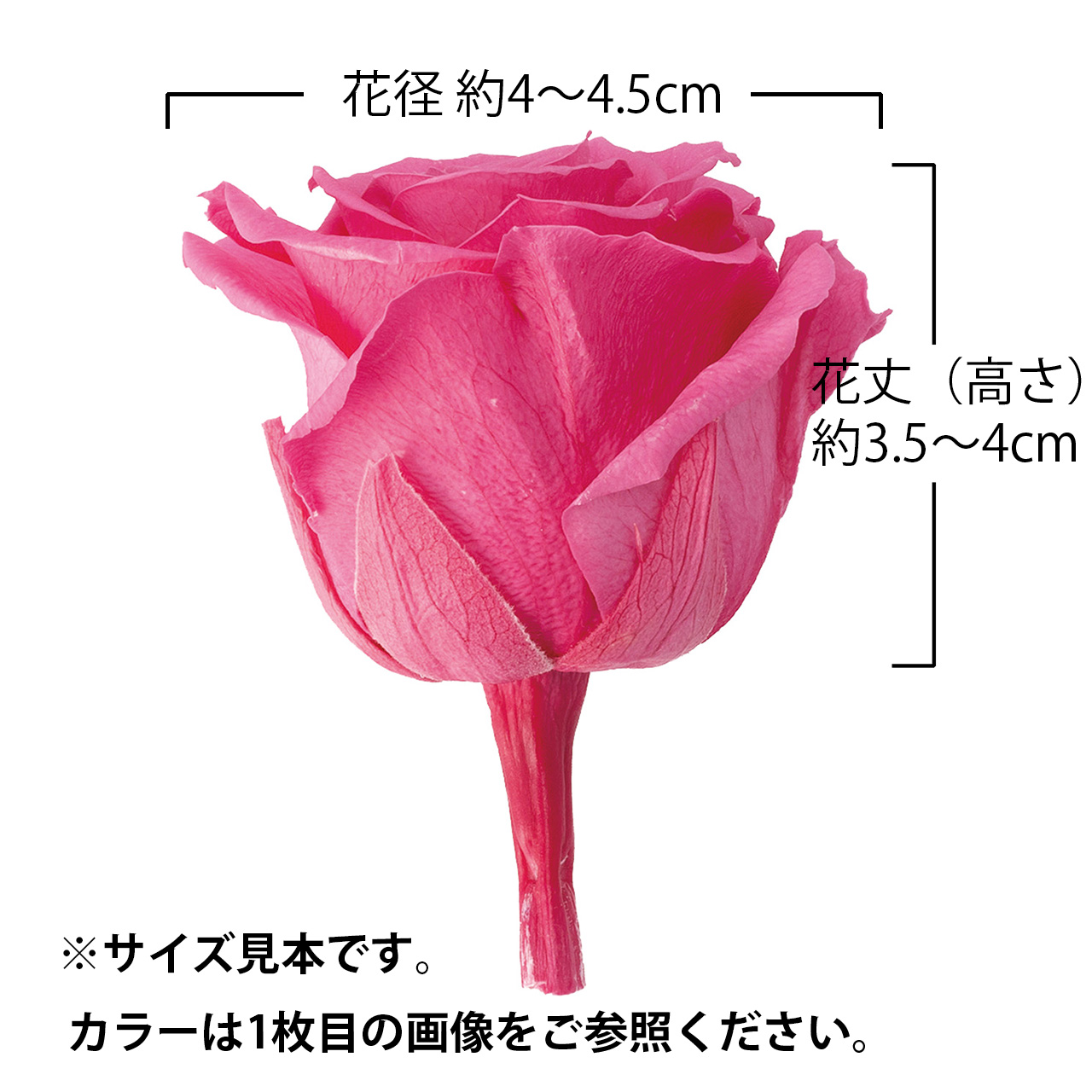 大地農園 ローズ・かのん・M プリザーブドフラワー DO005202-721 1BOX9輪入 花径 約4~4.5×花丈 約3.5~4cm バラ