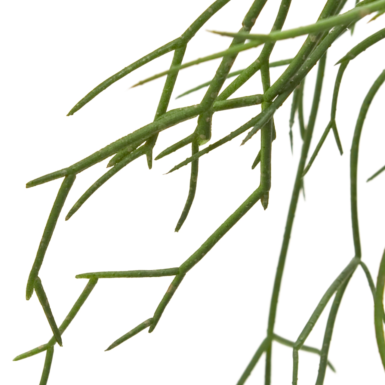 MAGIQ　リプサリス ハンギングポット　グリーン　アーティフィシャルフラワー　造花　FZ003900　観葉植物　サボテン（カクタス）