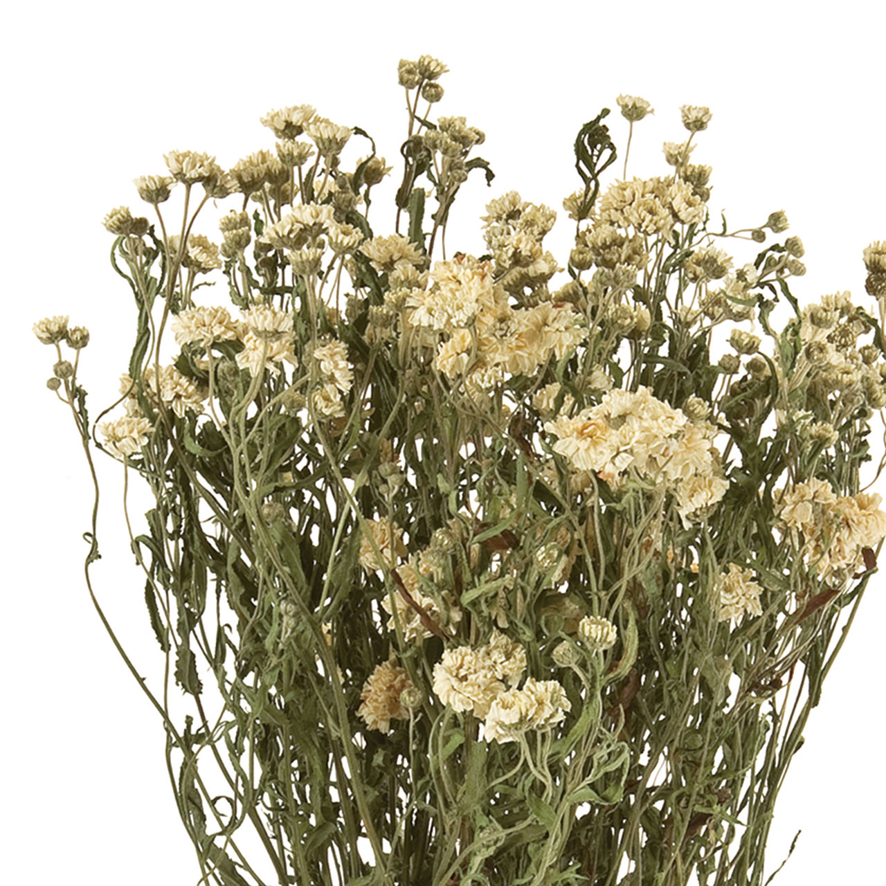 マイフラ】 通販/アキレア ホワイト ドライフラワー FD003033 ナチュラル(全長 約35cm ホワイト): ドライフラワー  ナチュラル素材/全国にMAGIQ、花器、花資材などをお届けします。