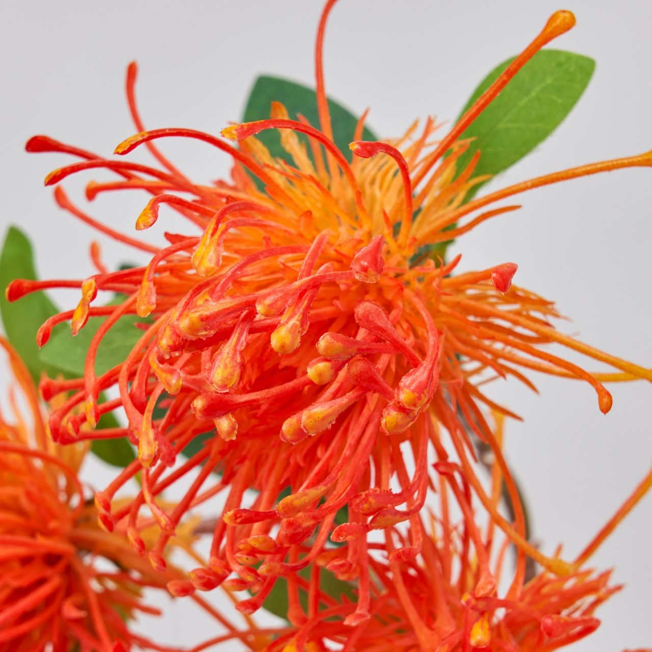 マイフラ 通販 Magiq ワイルドピンクッション オレンジ アーティフィシャルフラワー 造花 Fm ワイルドフラワー オレンジ Magiq アーティフィシャルフラワー 造花 全国にmagiq 花器 花資材などをお届けします