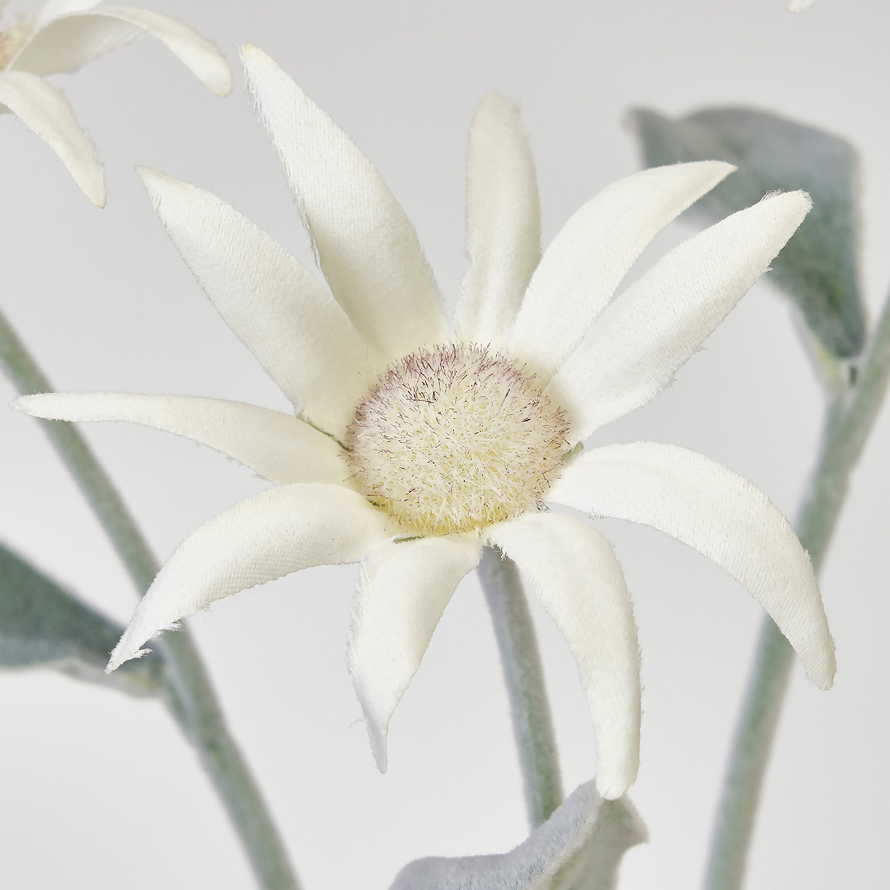 マイフラ 通販 Magiq フランネルスプレー ホワイト アーティフィシャルフラワー 造花 Fm デイジー フランネルフラワー 花径7 長さ 約45cm ホワイト Magiq アーティフィシャルフラワー 造花 全国にmagiq 花器 花資材などをお届けします
