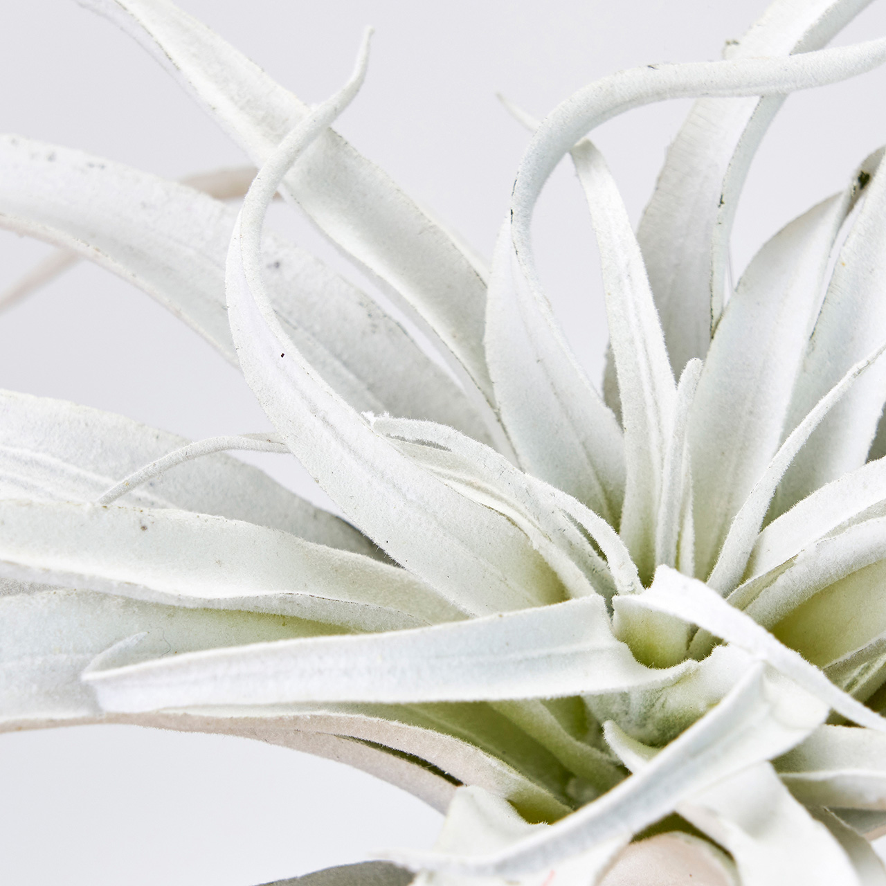 MAGIQ　フロッキアティランジア　シルバーホワイト　アーティフィシャルグリーン　造花　多肉植物　エアプランツ　FG300917-001