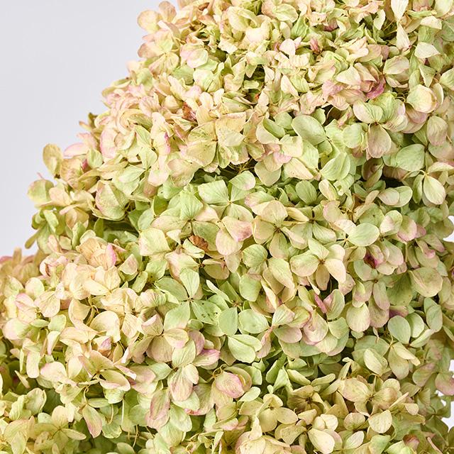 マイフラ】 通販/風の花 ライムライト 2L ドライフラワー ナチュラル DN210040(長さ 約60cm): ドライフラワー  ナチュラル素材/全国にMAGIQ、花器、花資材などをお届けします。