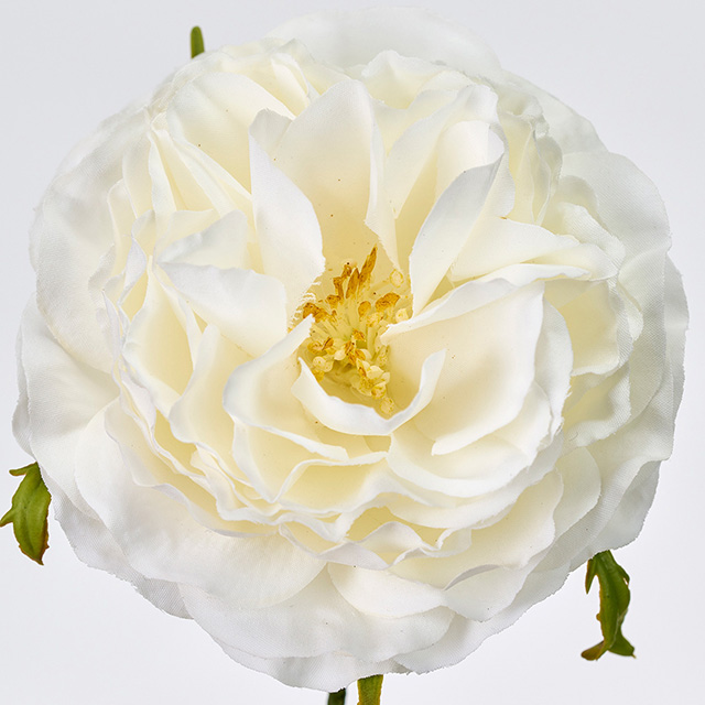 Winward　アミュゼオープンローズ　ピュアホワイト　アーティフィシャルフラワー　造花　ローズ　バラ　FW090180-101