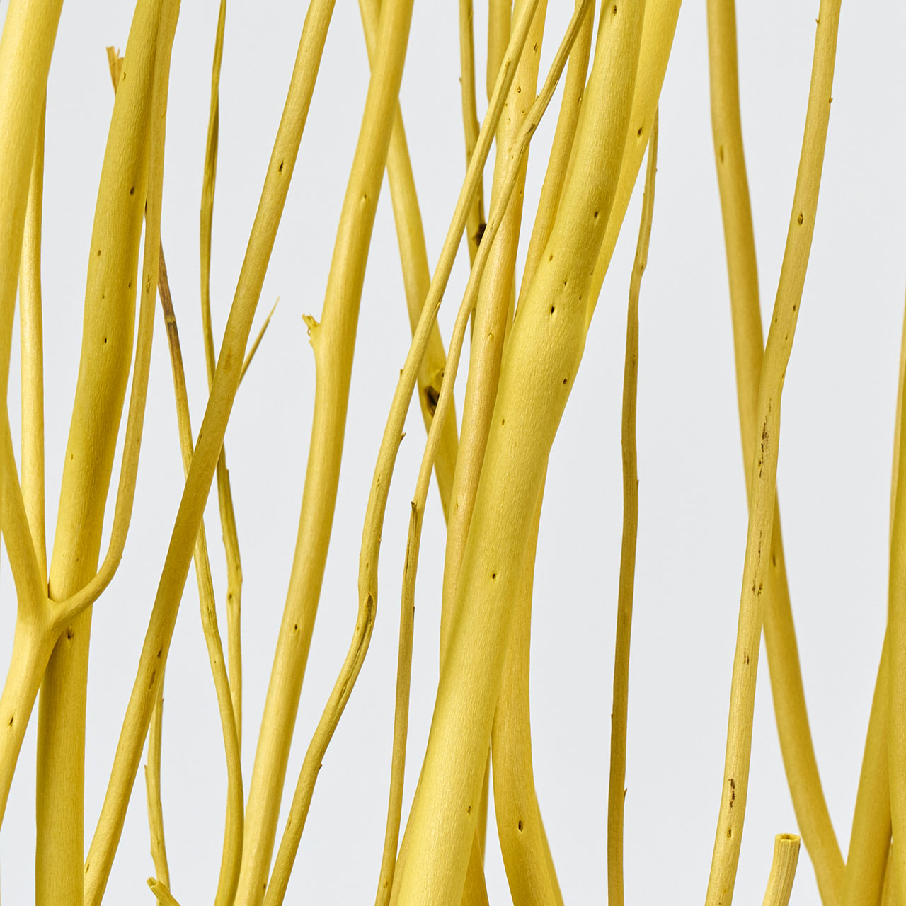 みつまた染　100cm　菜の花（イエロー）　ドライフラワー　枝もの　三又　カラー　FD010100-005