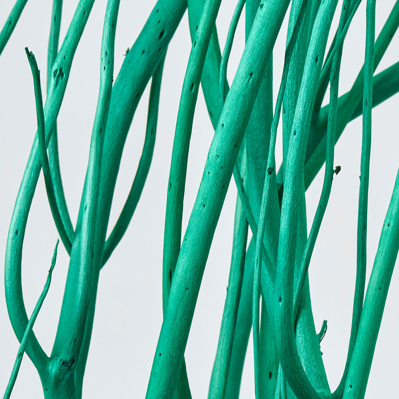 みつまた染　100cm　萌葱（グリーン）　ドライフラワー　枝もの　三又　カラー　FD010100-007