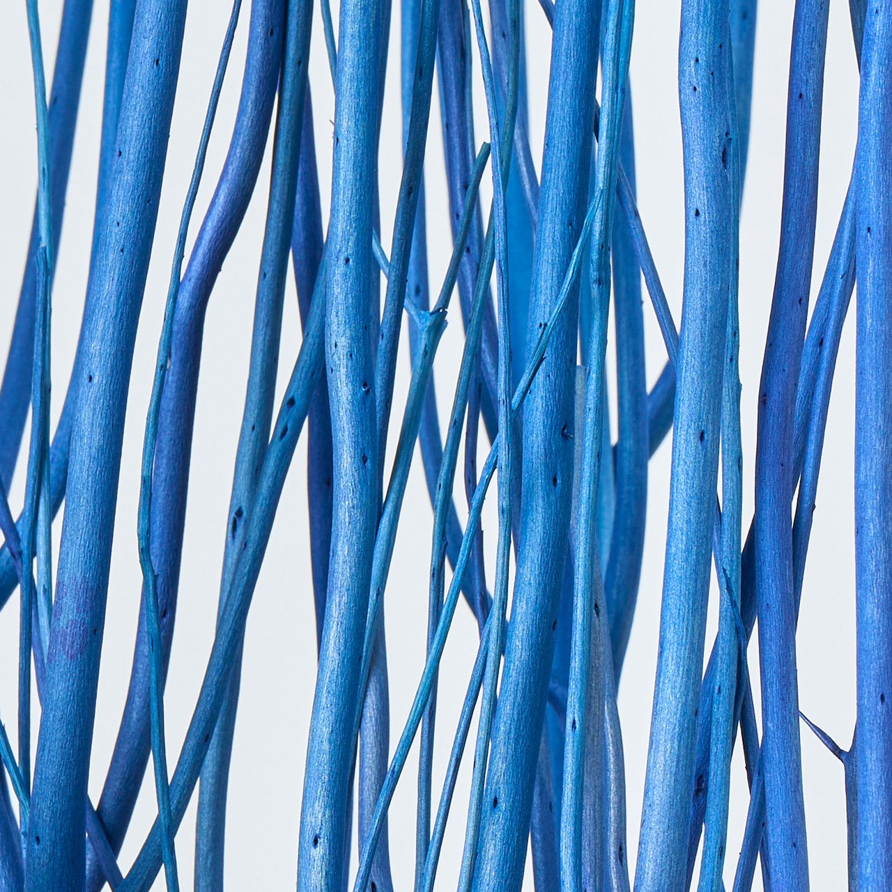 みつまた染　100cm　瑠璃（ブルー）　ドライフラワー　枝もの　三又　カラー　FD010100-009