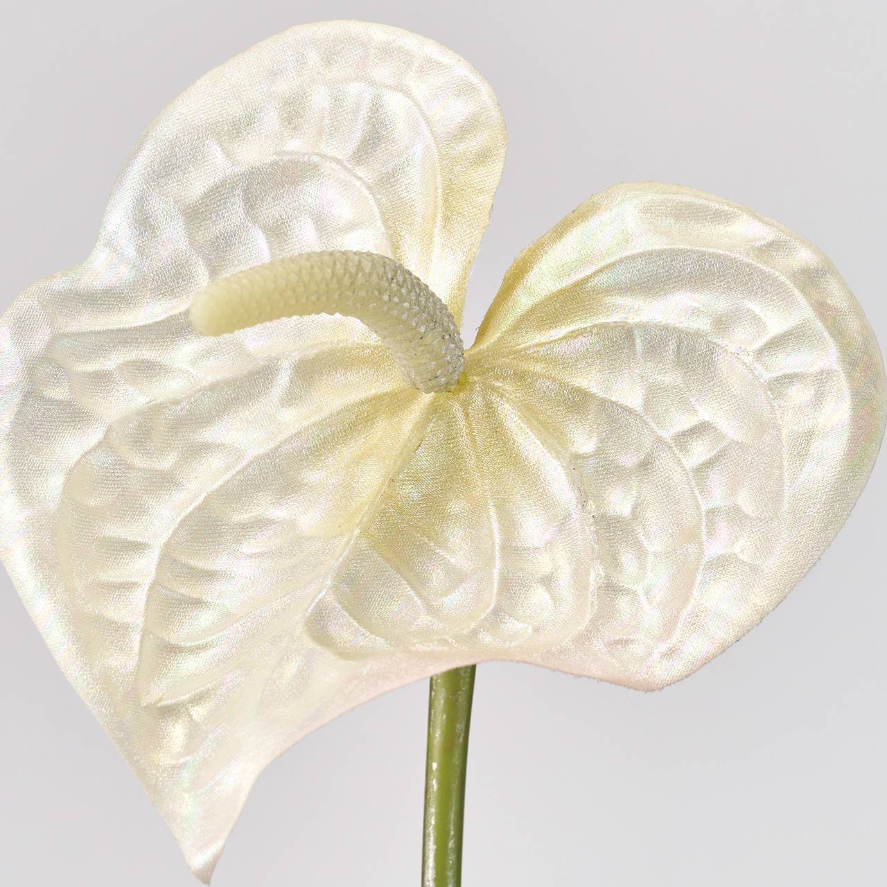 MAGIQ　パーリーアンスリウム　クリーム　アーティフィシャルフラワー　造花　トロピカルフラワー　アンスリウム　FM005725-037