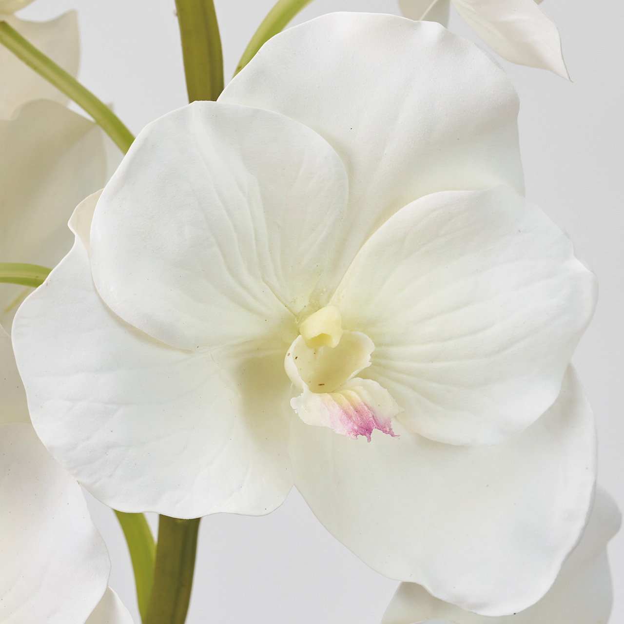 Winward　ジュリアバンダオーキッド　ホワイト　アーティフィシャルフラワー　造花　オーキッド　蘭　FW020470