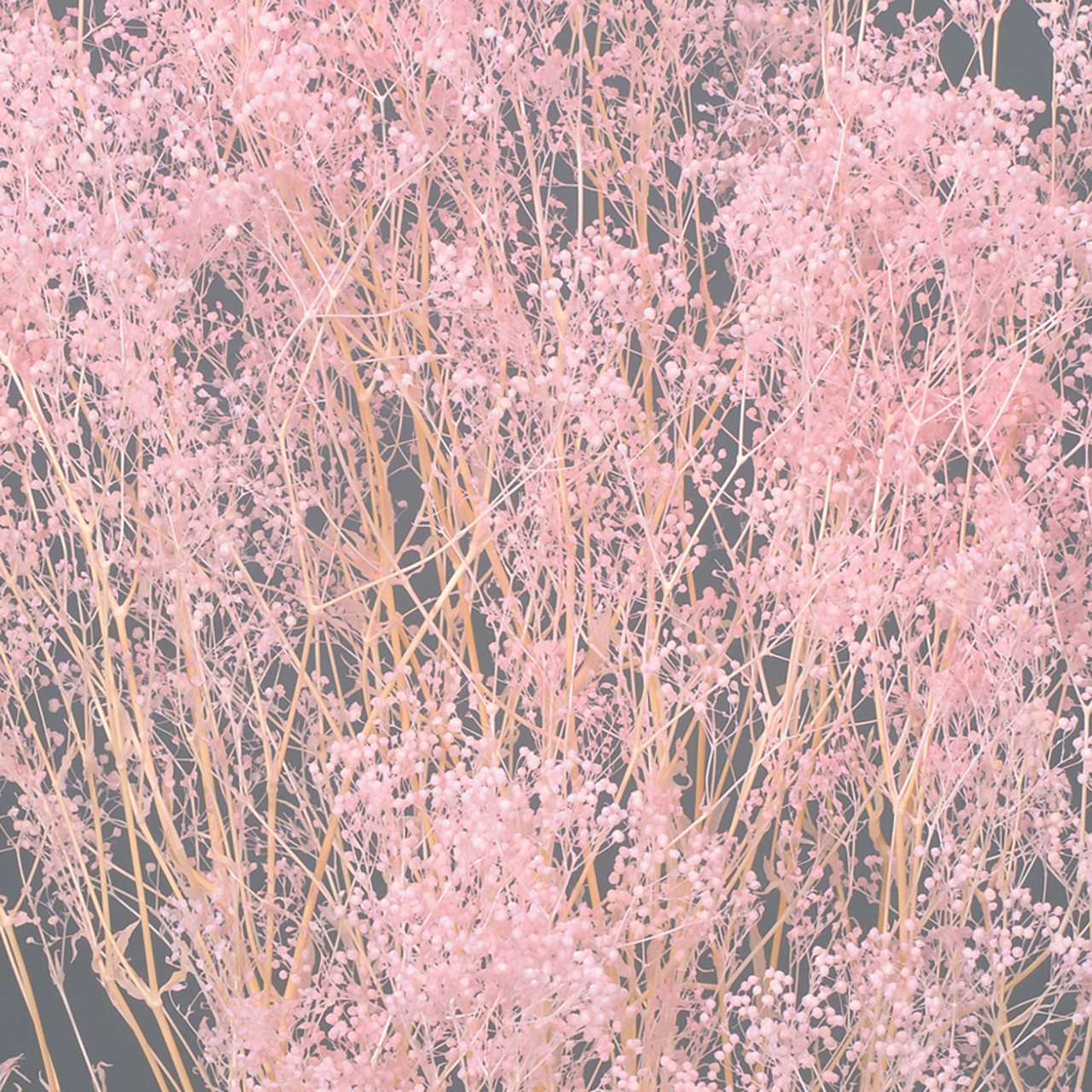 大地農園　ソフトミニカスミ草　ピンク　プリザーブドフラワー　DO000010-100　カスミ草