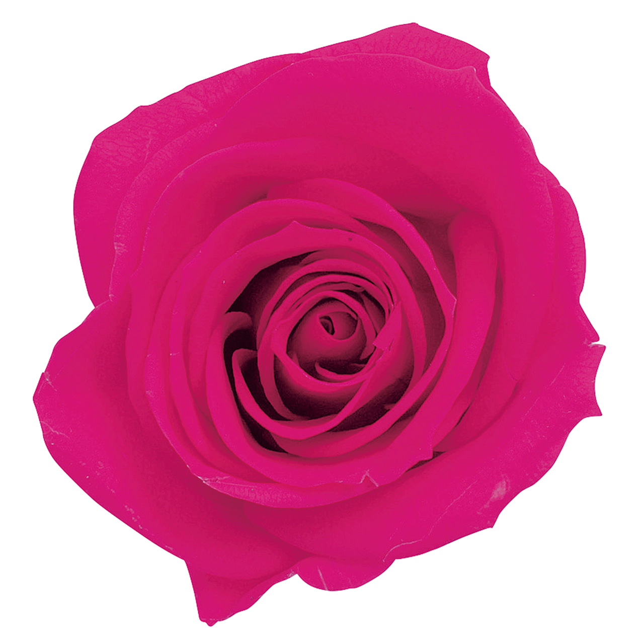 マイフラ】 通販/大地農園 ローズ・いずみ・カラーアソート ピンクミックス プリザーブドフラワー DO003484-110 9輪入 バラ(ピンクミックス):  プリザーブドフラワー/全国にMAGIQ、花器、花資材などをお届けします。
