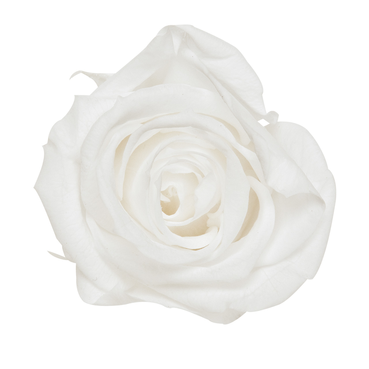 マイフラ 通販 プリンセス ホワイト プリザーブドフラワー Vd 001 16輪入 ローズ バラ ホワイト プリザーブドフラワー 全国にmagiq 花器 花資材などをお届けします