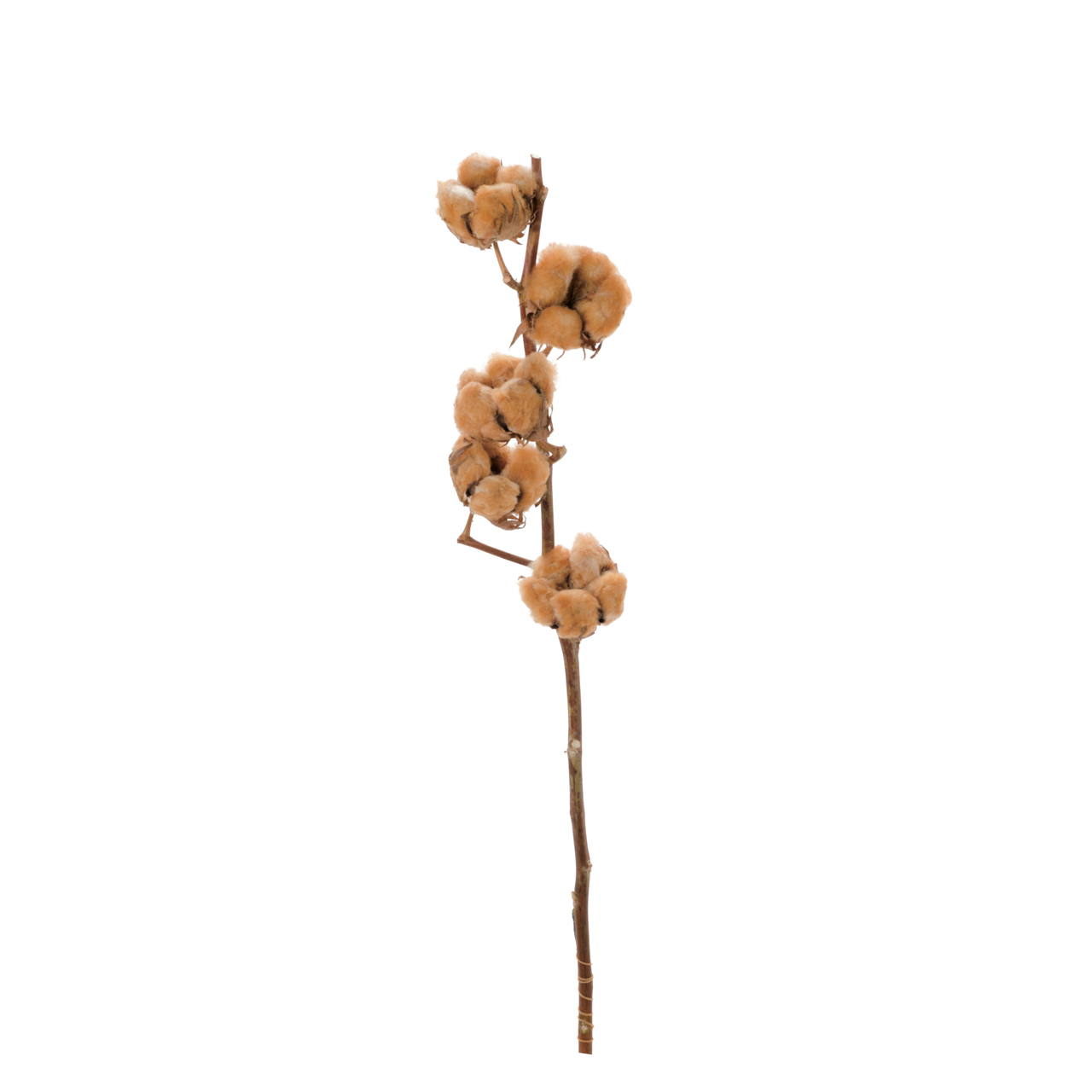 マイフラ】 通販/コットンフラワー ナチュラルテディベア ドライフラワー 枝もの 綿 DE017179(長さ 約65cm ナチュラルテディベア):  ドライフラワー ナチュラル素材/全国にMAGIQ、花器、花資材などをお届けします。