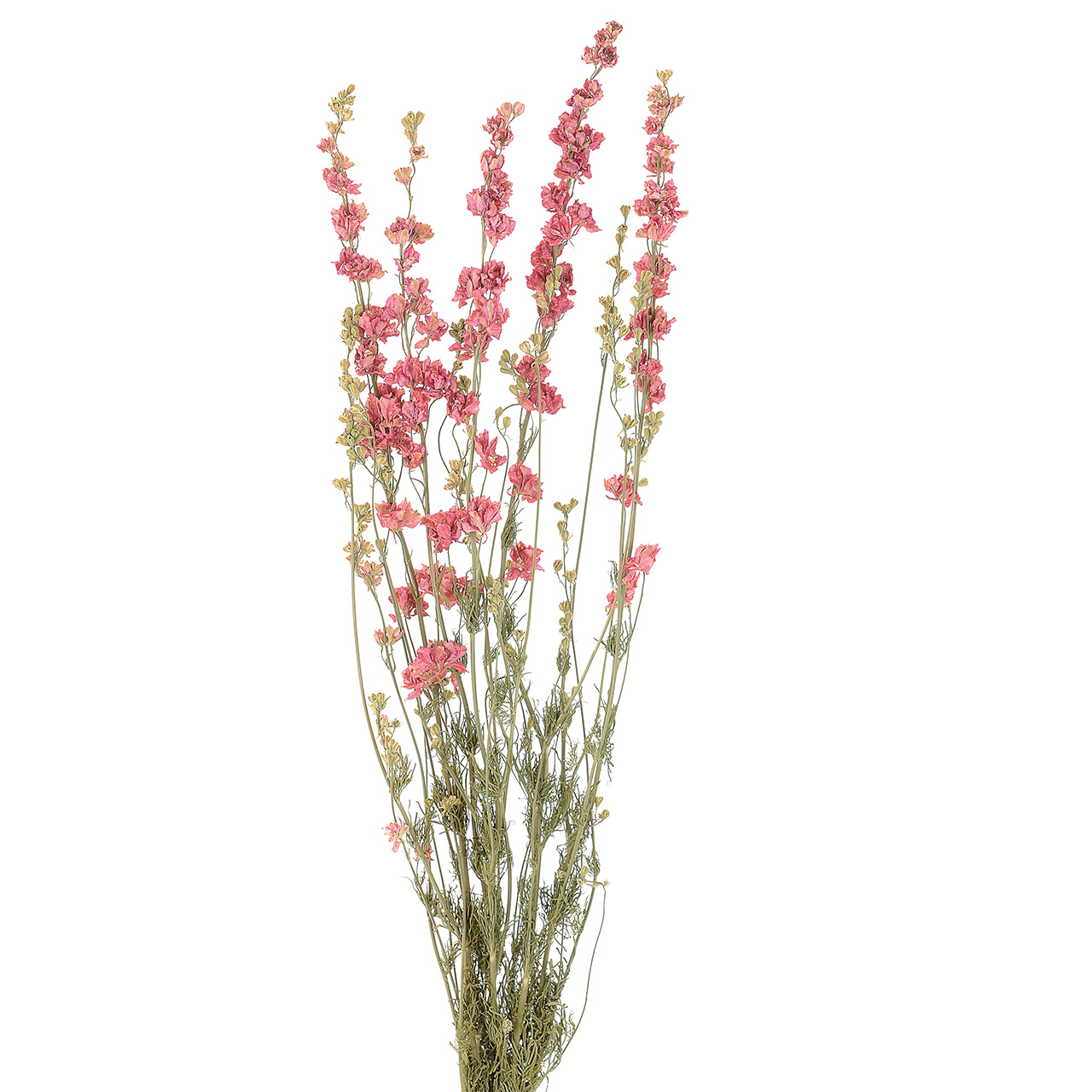 マイフラ】 通販/デルフィニューム ナチュラルピンク ドライフラワー DE017504(ナチュラルピンク): ドライフラワー ナチュラル 素材/全国にMAGIQ、花器、花資材などをお届けします。