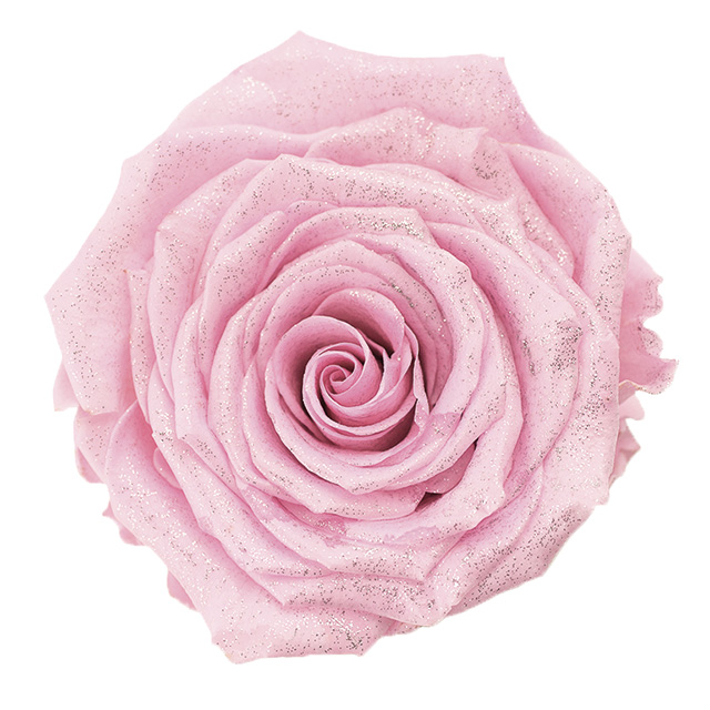 通販/ダイヤモンドローズ　ローズ　フェミニンピンク　DD001203-011(フェミニンピンク):　マイフラ】　モダン85（白）　バラ　プリザーブドフラワー　プリザーブドフラワー/全国にMAGIQ、花器、花資材などをお届けします。