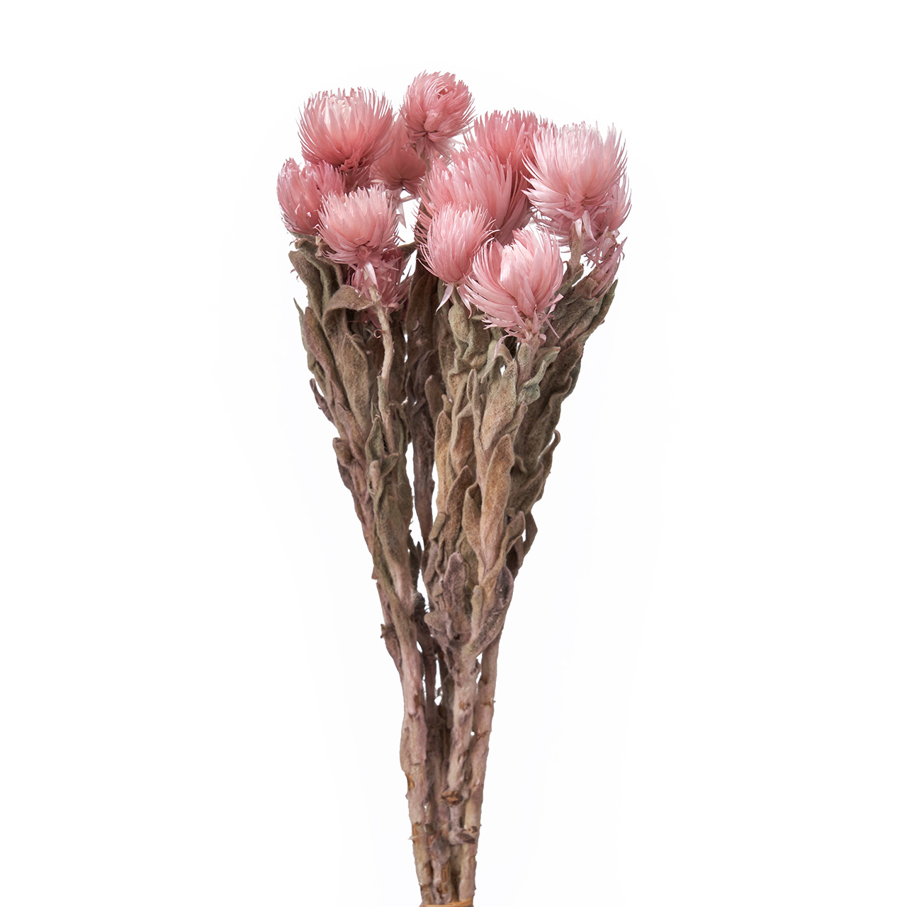 マイフラ 通販 完売品 シルバーデージーミニ モーブピンク ドライフラワー Dt0761 カラー 長さ 約30cm モーブピンク ドライフラワー ナチュラル素材 全国にmagiq 花器 花資材などをお届けします