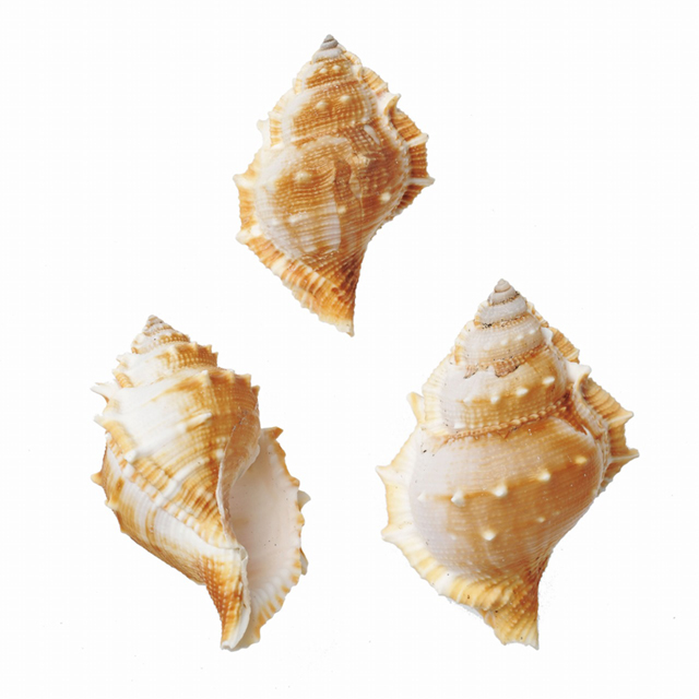 貝殻 - 標本用品