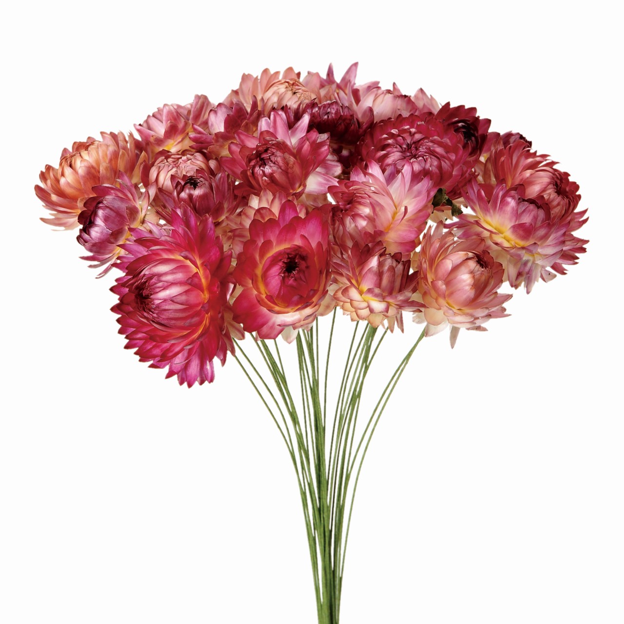 マイフラ 通販 麦ワラ菊ワイヤー付 ピンク ドライフラワー Fd 002 ナチュラル ピンク ドライフラワー ナチュラル素材 全国にmagiq 花器 花資材などをお届けします