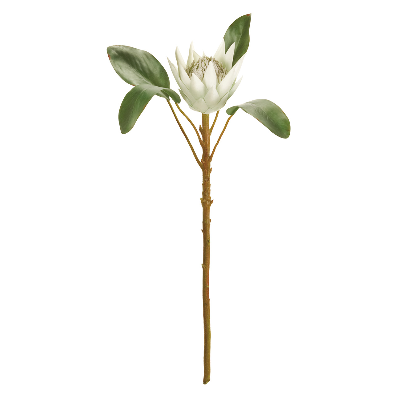 マイフラ 通販 Magiq アリュールプロテア クリームグリーン アーティフィシャルフラワー 造花 Fm 001 トロピカルフラワー クリームグリーン Magiq アーティフィシャルフラワー 造花 全国にmagiq 花器 花資材などをお届けします