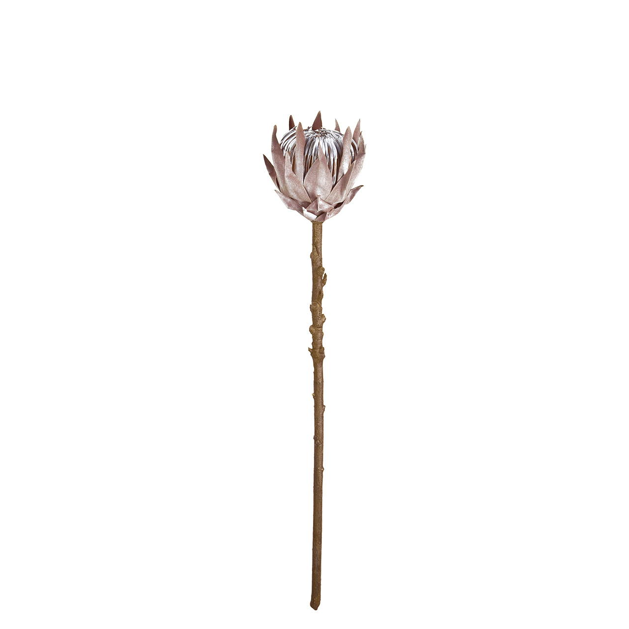 マイフラ 通販 Magiq マチュアプロテア S ベージュブラウン アーティフィシャルフラワー 造花 Fm ワイルドフラワー 花径 約12 長さ 約50cm ベージュブラウン Magiq アーティフィシャルフラワー 造花 全国にmagiq 花器 花資材などをお届けします
