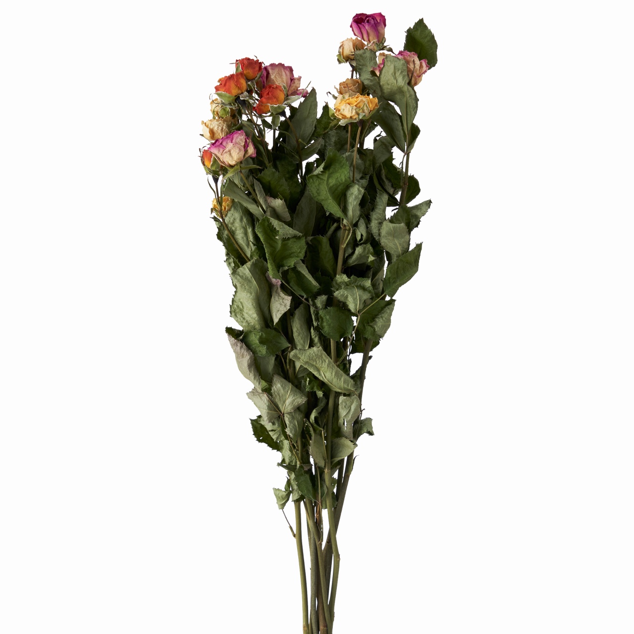 マイフラ 通販 風の花 スプレーバラ ミックス ドライフラワー Dn ナチュラル ドライフラワー ナチュラル素材 全国にmagiq 花器 花資材などをお届けします