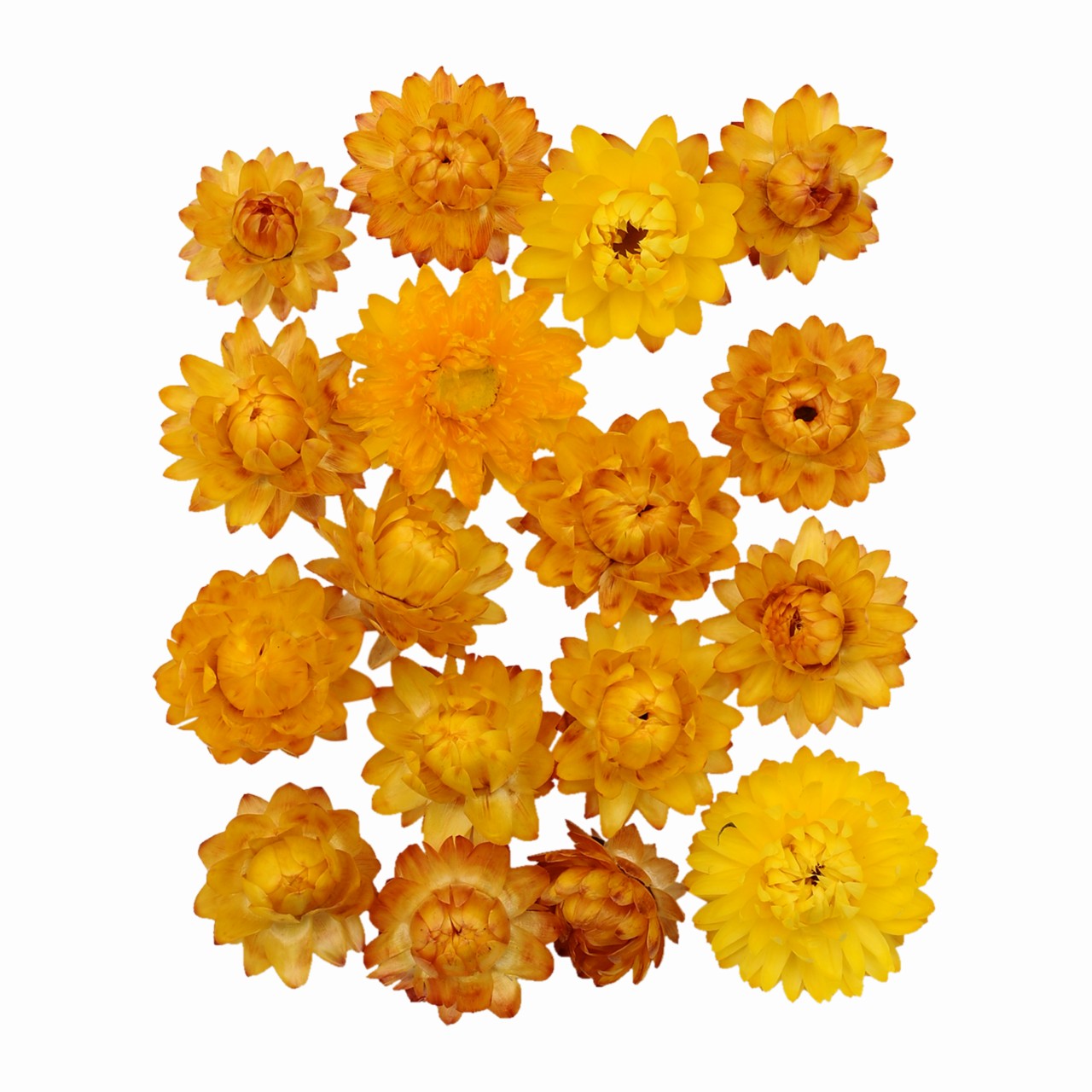 マイフラ 通販 風の花 ヘリクリヘッド イエロー ドライフラワー Dn 004 ナチュラル イエロー ドライフラワー ナチュラル 素材 全国にmagiq 花器 花資材などをお届けします