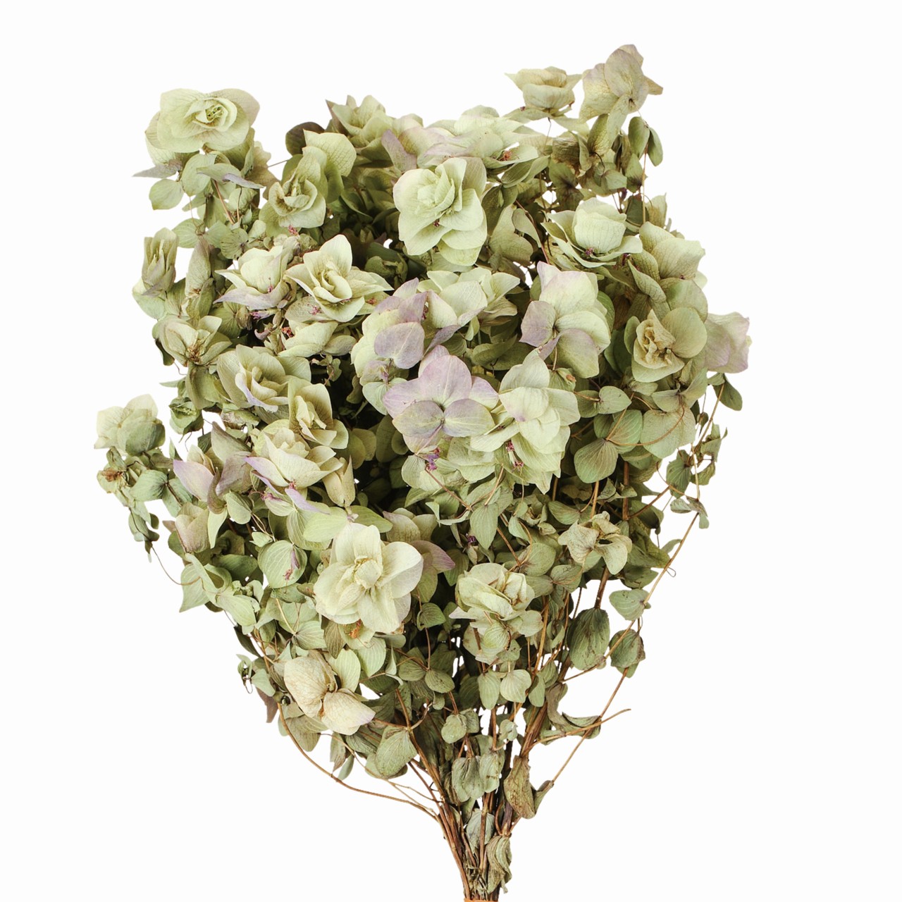 マイフラ 通販 風の花 花オレガノ ドライフラワー ナチュラル Dn 長さ 約25cm ドライフラワー ナチュラル素材 全国にmagiq 花器 花資材などをお届けします