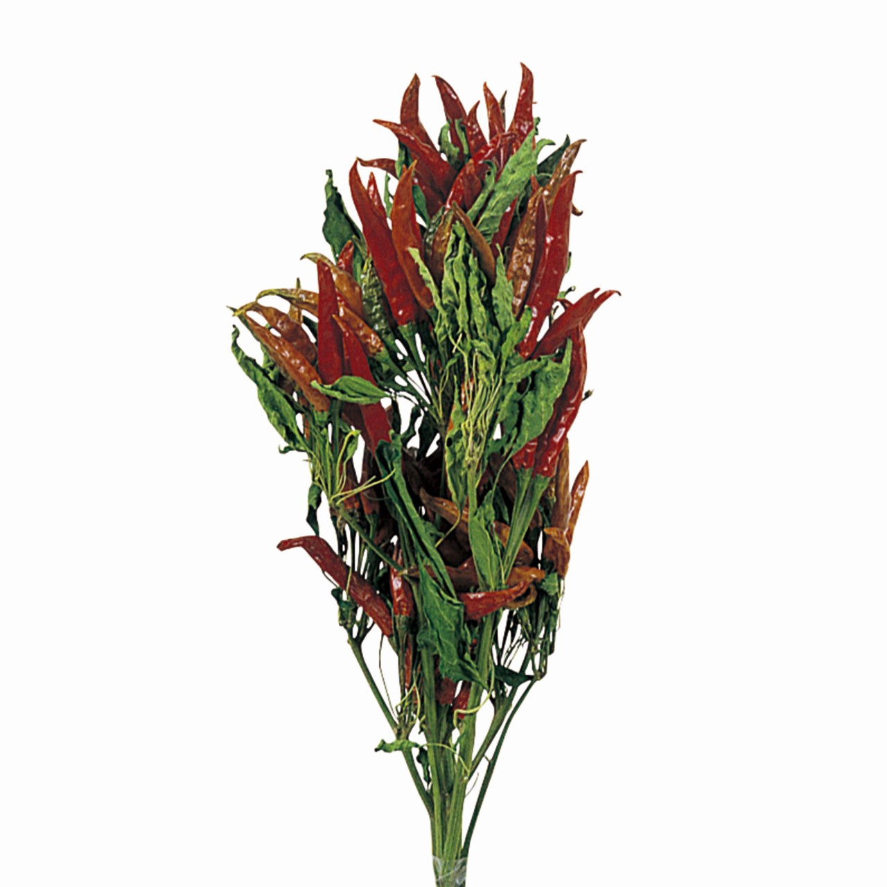 マイフラ 通販 風の花 トウガラシ 枝付き ドライフラワー Dn ナチュラル 長さ 約40cm ドライフラワー ナチュラル素材 全国にmagiq 花器 花資材などをお届けします