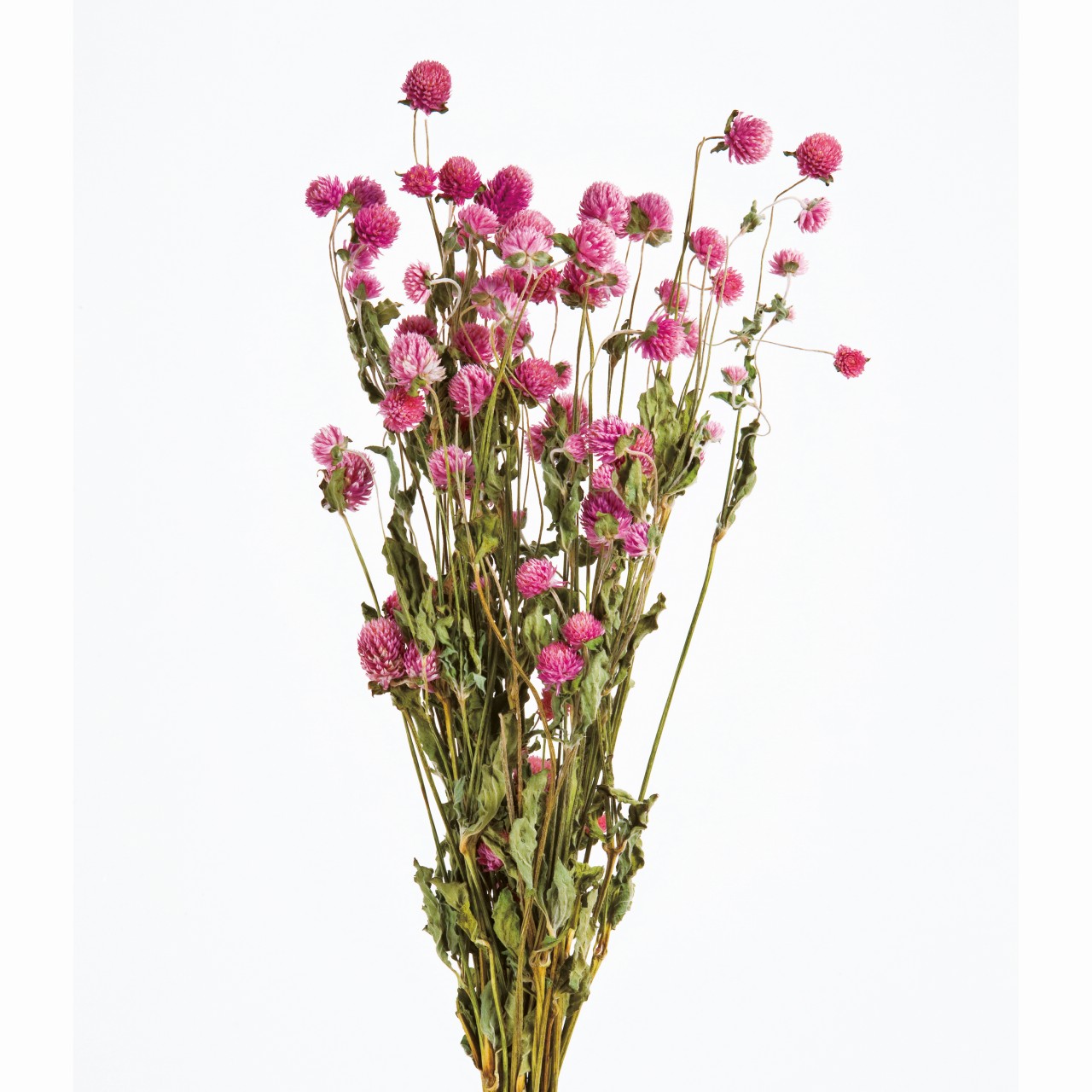 マイフラ】 通販/風の花 千日紅 ピンク ドライフラワー ナチュラル DN000008-002(ピンク): ドライフラワー  ナチュラル素材/全国にMAGIQ、花器、花資材などをお届けします。