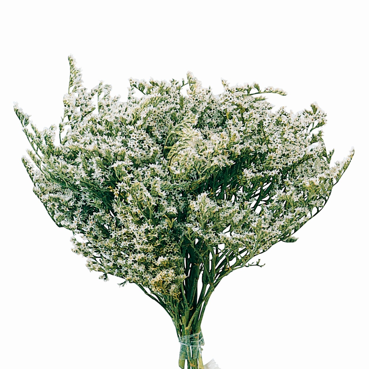 マイフラ 通販 風の花 タタリカ ドライフラワー 1束 Dn ナチュラル 長さ 約 35cm ドライフラワー ナチュラル 素材 全国にmagiq 花器 花資材などをお届けします