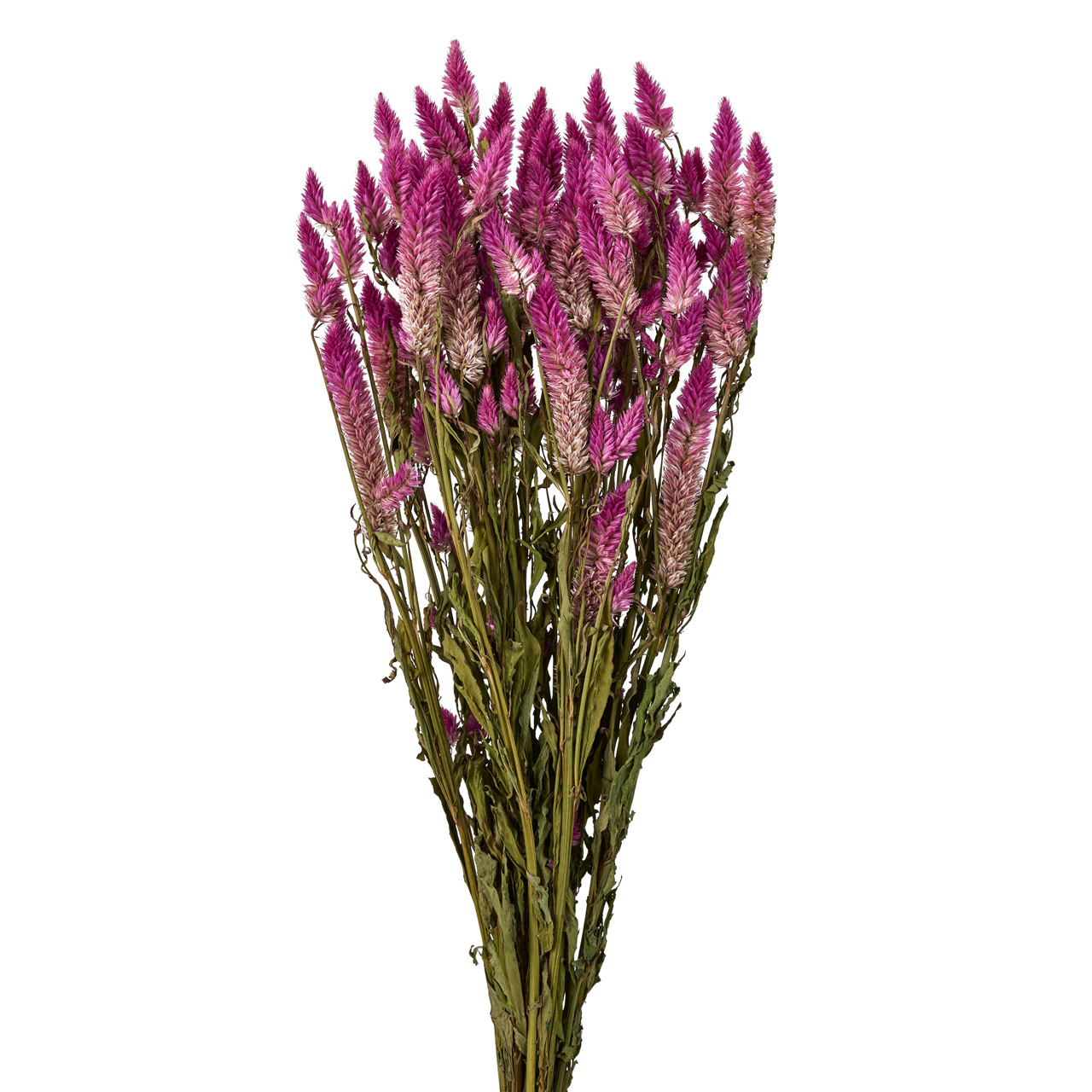 マイフラ】 通販/風の花 シャロン ケイトウ ローズ ドライフラワー ナチュラル DN000031-017(ローズ): ドライフラワー  ナチュラル素材/全国にMAGIQ、花器、花資材などをお届けします。