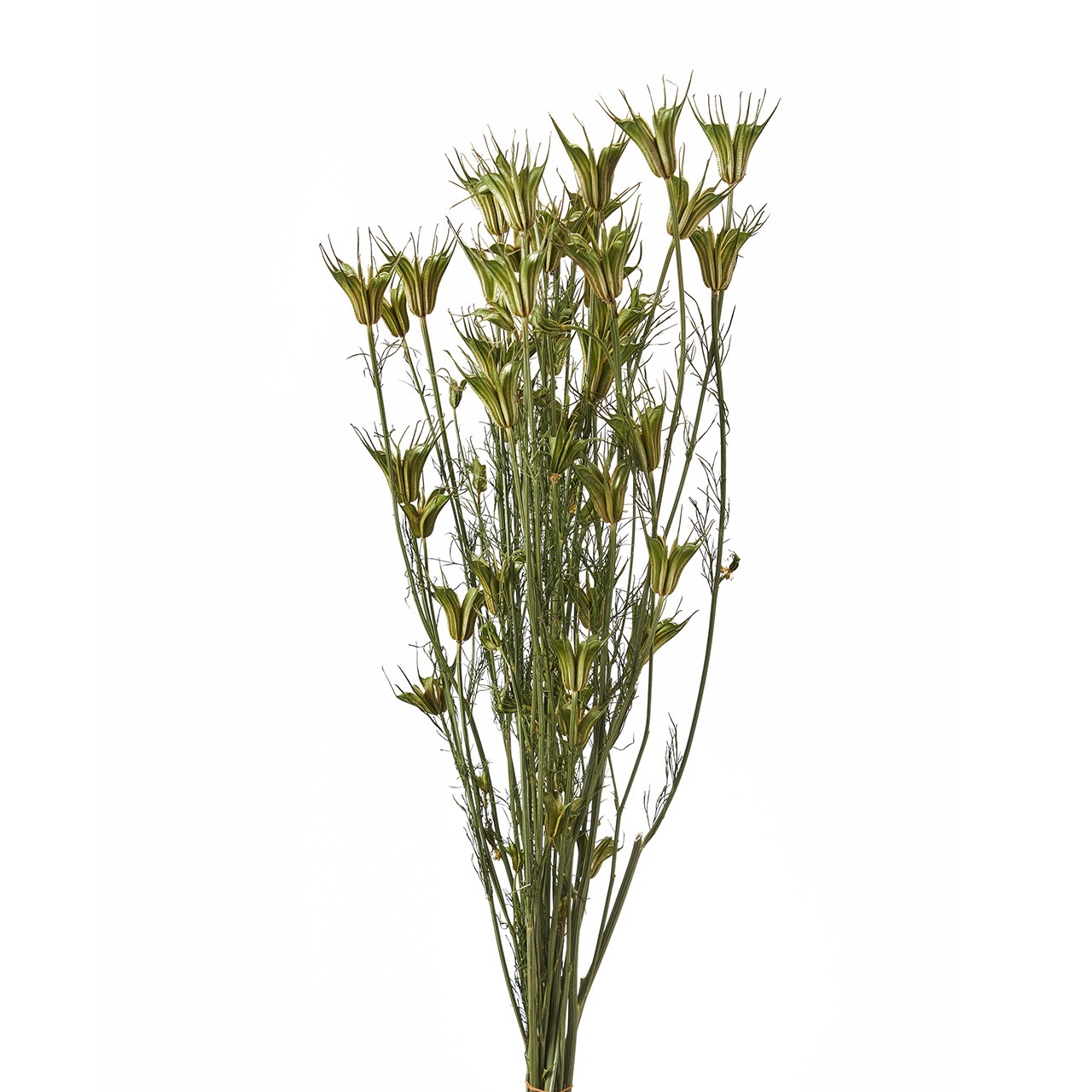 マイフラ 通販 風の花 ニゲラオリエンタリス ドライフラワー ナチュラル Dn 長さ 約40 50cm ドライフラワー ナチュラル素材 全国にmagiq 花器 花資材などをお届けします