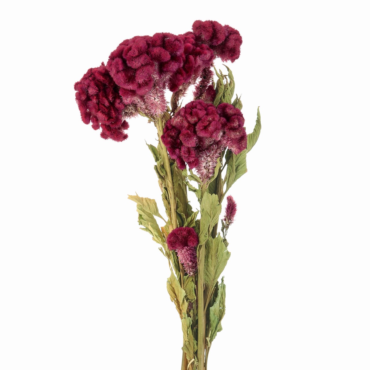 マイフラ 通販 風の花 ケイトウ枝付き レッド ドライフラワー ナチュラル Dn 003 レッド ドライフラワー ナチュラル素材 全国にmagiq 花器 花資材などをお届けします