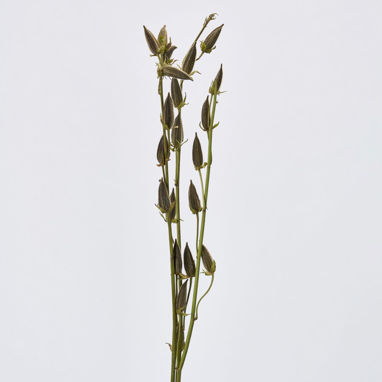 マイフラ 通販 風の花 花オクラ ドライフラワー ナチュラル Dn 長さ 約65 80cm ドライフラワー ナチュラル素材 全国にmagiq 花器 花資材などをお届けします