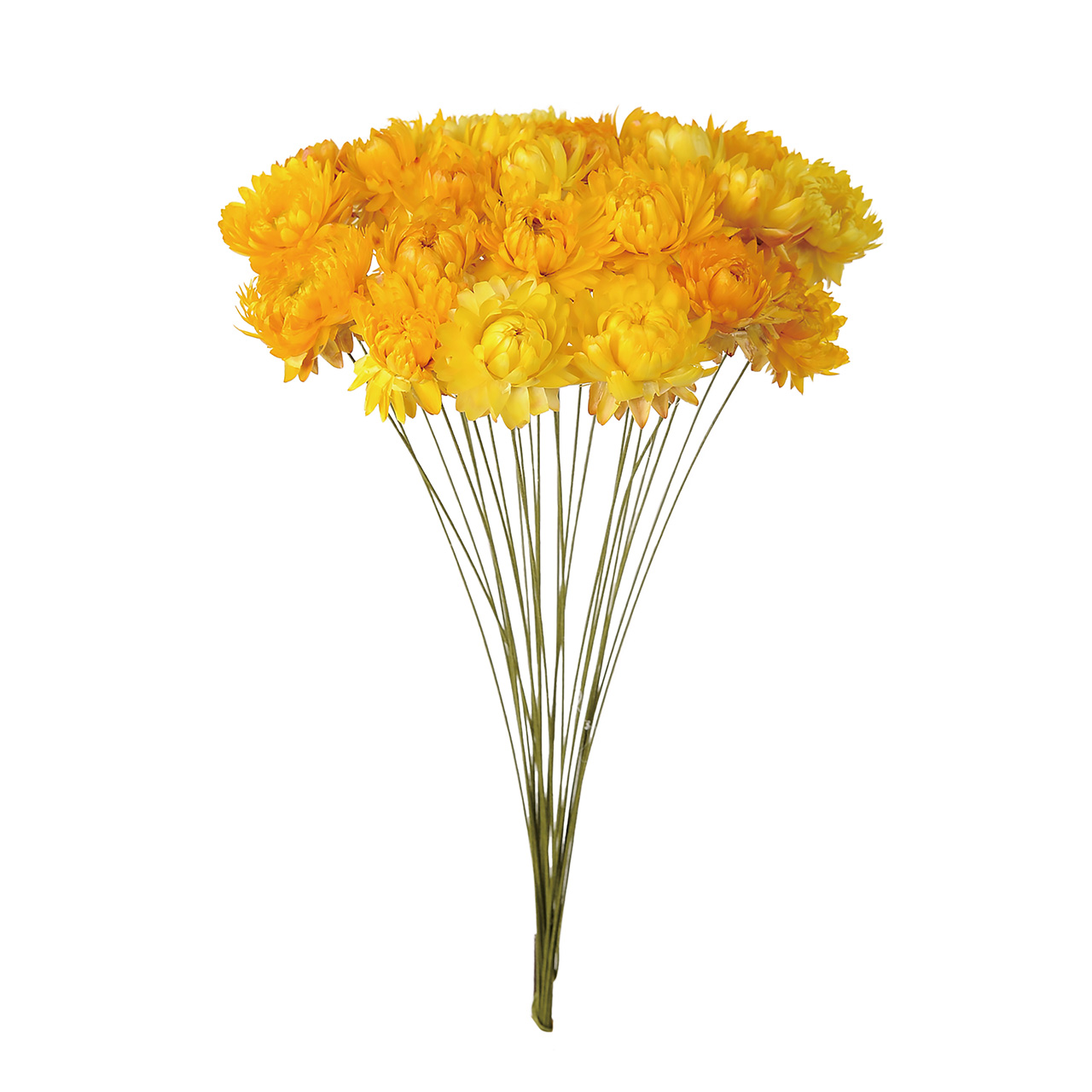 マイフラ 通販 風の花 へリクリサムワイヤー付き イエロー ドライフラワー Dn 004 ナチュラル イエロー ドライフラワー ナチュラル素材 全国にmagiq 花器 花資材などをお届けします
