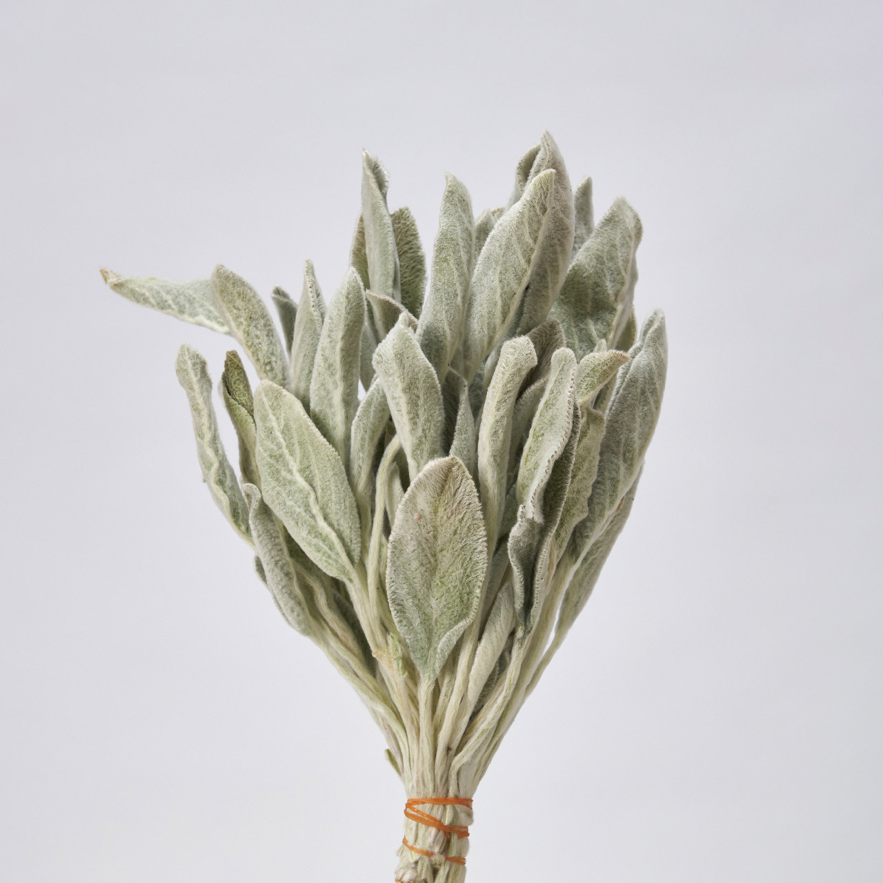 マイフラ 通販 風の花 ラムズイヤー リーフ ドライフラワー ナチュラル Dn 長さ 約25cm ドライフラワー ナチュラル素材 全国にmagiq 花器 花資材などをお届けします