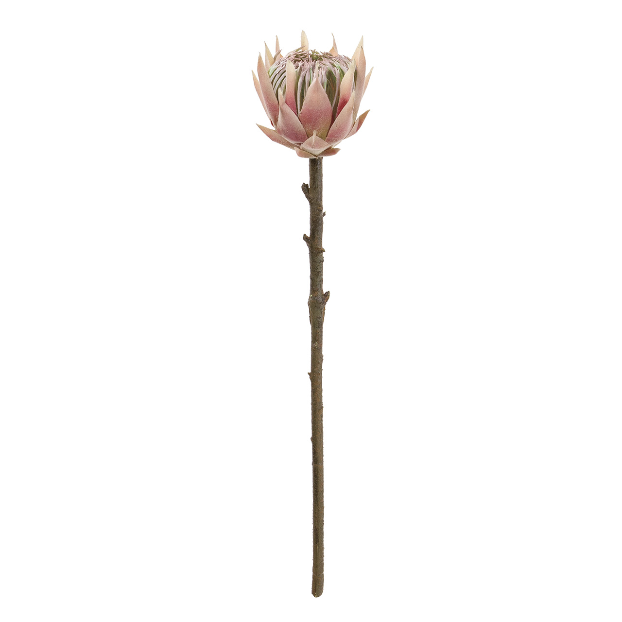 マイフラ 通販 Magiq カラードプロテアs ピンク アーティフィシャルフラワー 造花 Fm 002 ワイルドフラワー プロテア ピンク Magiq アーティフィシャルフラワー 造花 全国にmagiq 花器 花資材などをお届けします