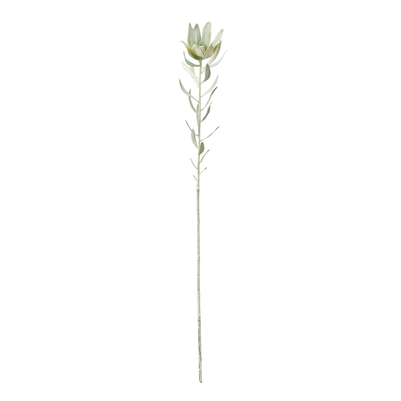 MAGIQ　グレジュリーリューカデンドロン　ホワイトグリーン　アーティフィシャルフラワー　造花　ワイルドフラワー　FM002726
