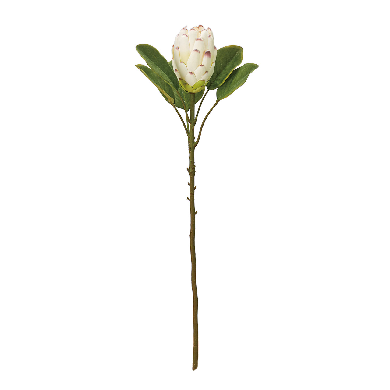 MAGIQ　マカロンプロテア　クリームホワイト　アーティフィシャルフラワー　造花　ワイルドフラワー　FM000581-001