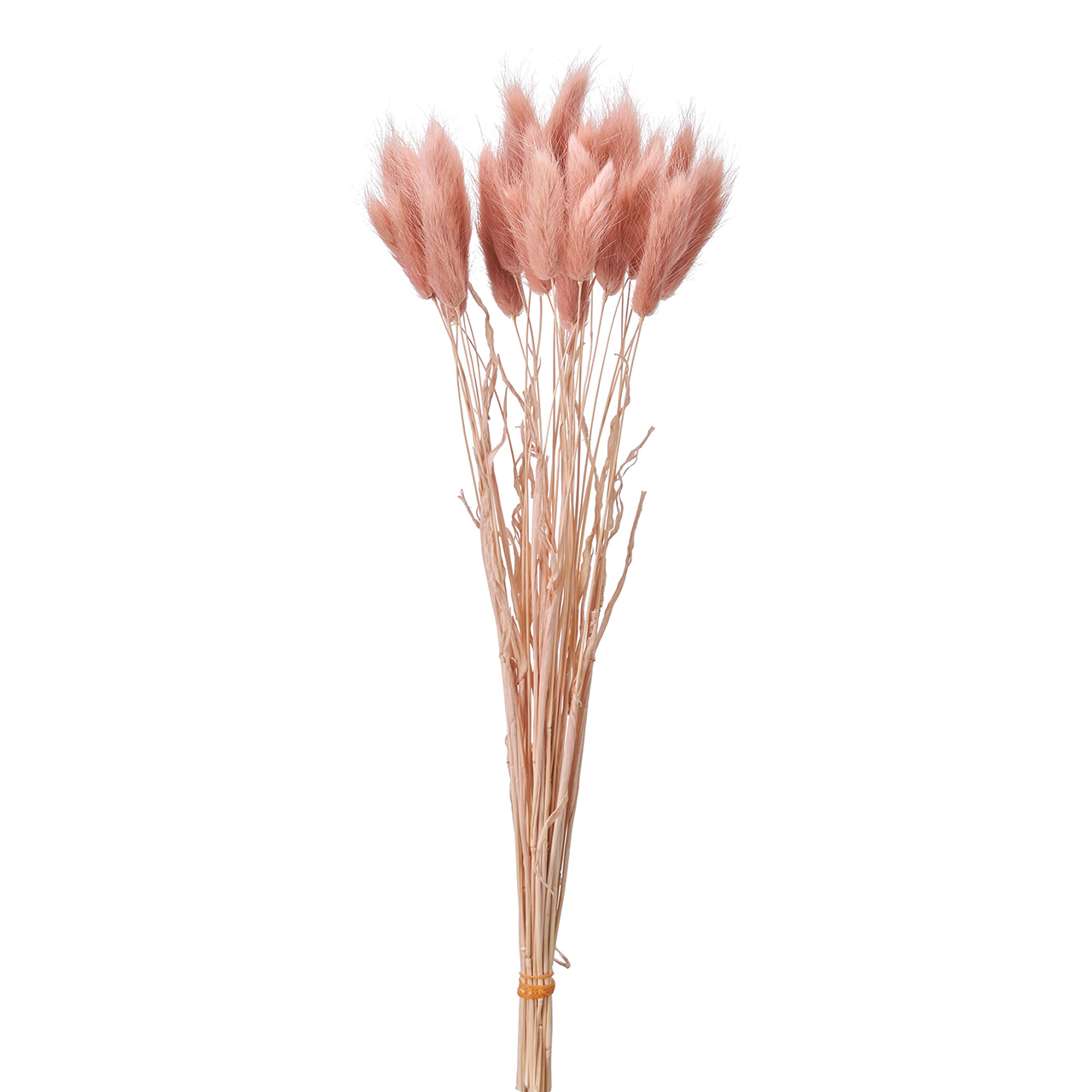 マイフラ 通販 ラグラス ピンクグレープ ドライフラワー カラー Fd0045 062 ピンクグレープ ドライフラワー ナチュラル素材 全国にmagiq 花器 花資材などをお届けします