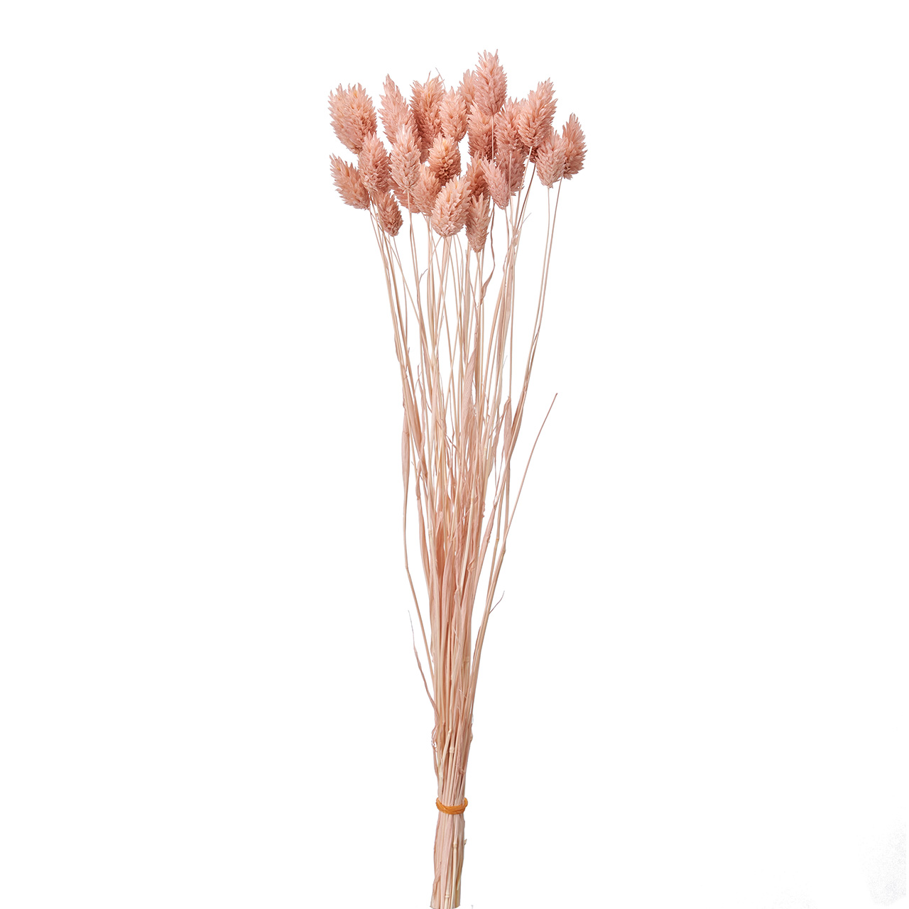 マイフラ 通販 ポアプランツ ピンクグレープ ドライフラワー カラー Fd 062 ピンクグレープ ドライフラワー ナチュラル素材 全国にmagiq 花器 花資材などをお届けします