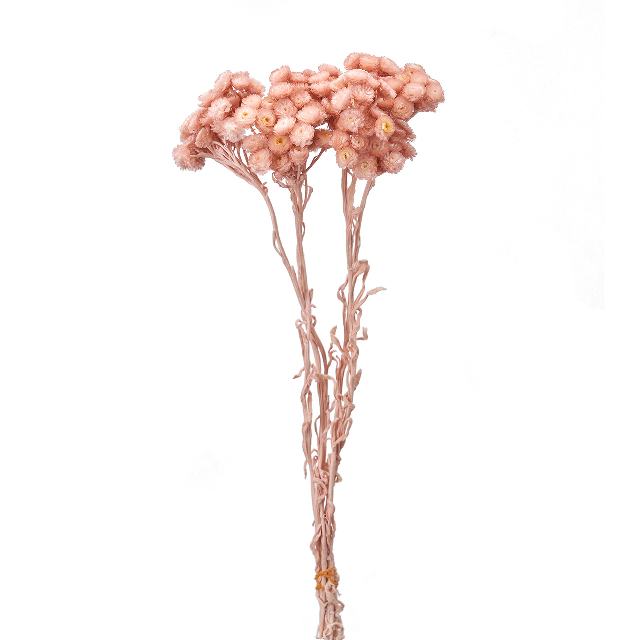 マイフラ】 通販/イモーテル ピンクグレープ ドライフラワー カラー FD004569-062(ピンクグレープ): ドライフラワー  ナチュラル素材/全国にMAGIQ、花器、花資材などをお届けします。