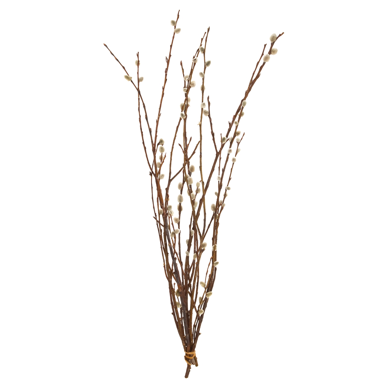 マイフラ 通販 ネコヤナギ 小 ドライフラワー 枝もの Fd0004 ナチュラルドライ 長さ 約60cm ドライフラワー ナチュラル素材 全国にmagiq 花器 花資材などをお届けします