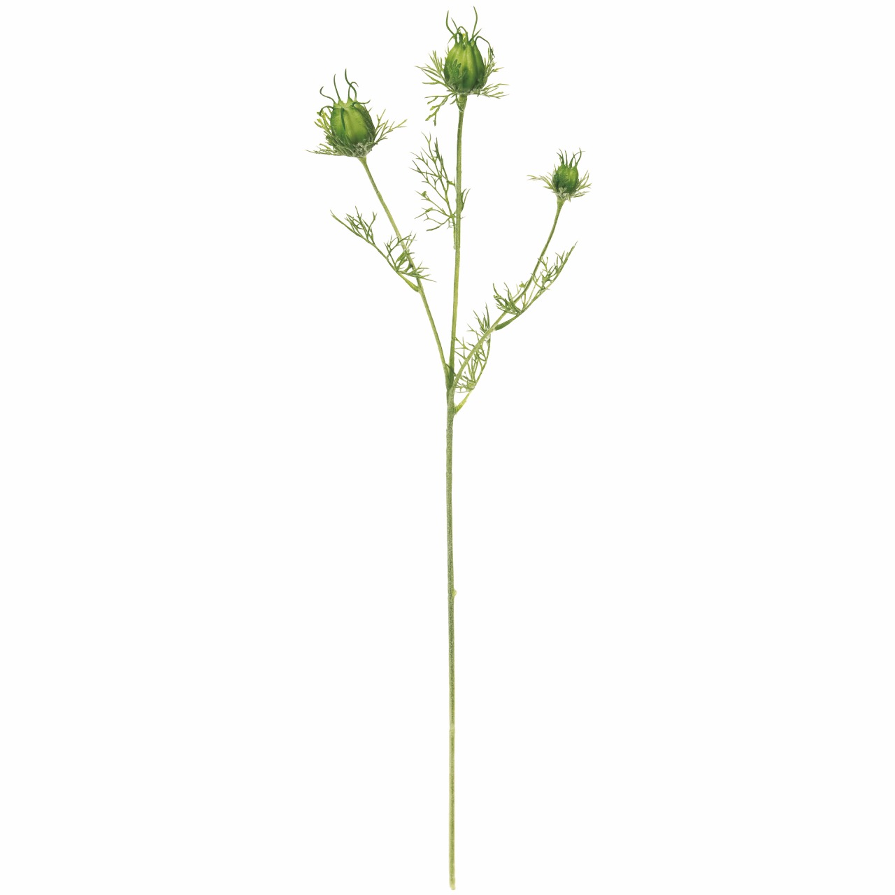 マイフラ 通販 Magiq フーセンポピー ライトグリーン アーティフィシャルフラワー 造花 Fm 023 花径 約2 3 5 全長 約56cm ライトグリーン Magiq アーティフィシャルフラワー 造花 全国にmagiq 花器 花資材などをお届けします