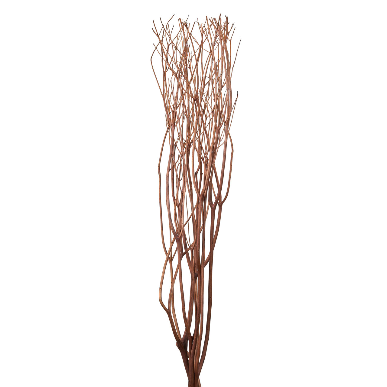 みつまた染　100cm　栗（ブラウン）　ドライフラワー　枝もの　カラー　FD010100-010