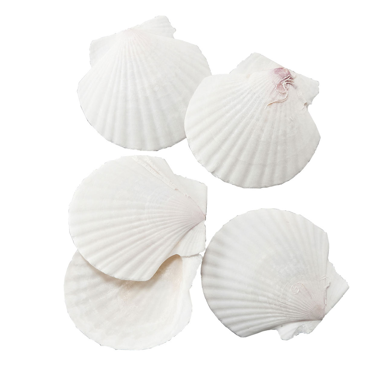 オータムセール ✴︎貝殻詰合せ（ミニウニ殻）✴︎116 - 通販