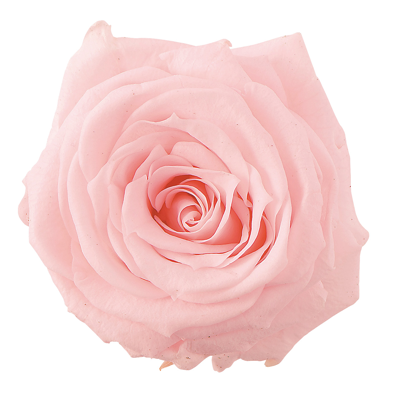 マイフラ】 通販/大地農園 シャーロット ブライダルピンク プリザーブドフラワー 12輪入 ローズ バラ DO002592-101(ブライダルピンク):  プリザーブドフラワー/全国にMAGIQ、花器、花資材などをお届けします。