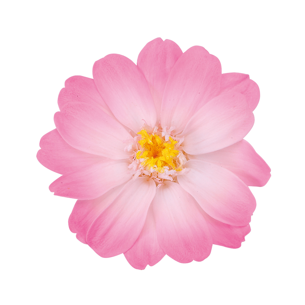 マイフラ】 通販/大地農園 ジニア・小・グラデーション ホワイトピンク プリザーブドフラワー 12輪入 DO003464-100(ホワイトピンク):  プリザーブドフラワー/全国にMAGIQ、花器、花資材などをお届けします。