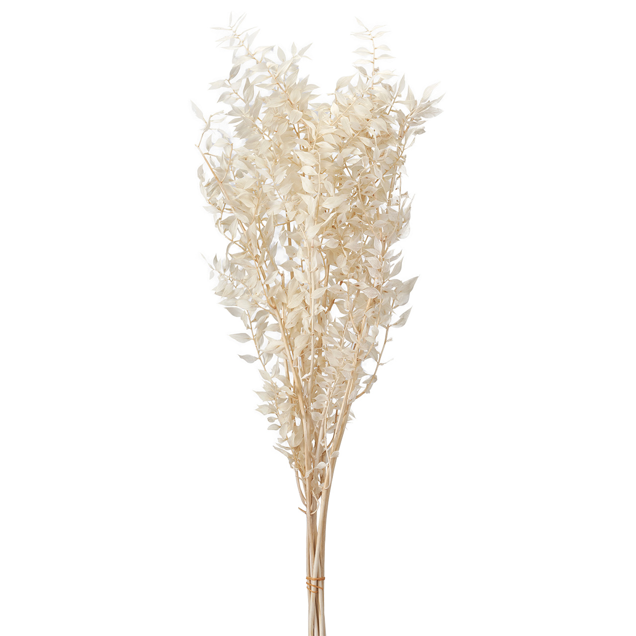 マイフラ】 通販/大地農園 ラスカス・プリザーブド オフホワイト プリザーブドフラワー DO003560-011(オフホワイト):  プリザーブドフラワー/全国にMAGIQ、花器、花資材などをお届けします。