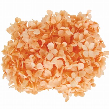 フロールエバー　アンデスアジサイ　シャーベットオレンジ　プリザーブドフラワー　FL000291-016　20g入　紫陽花